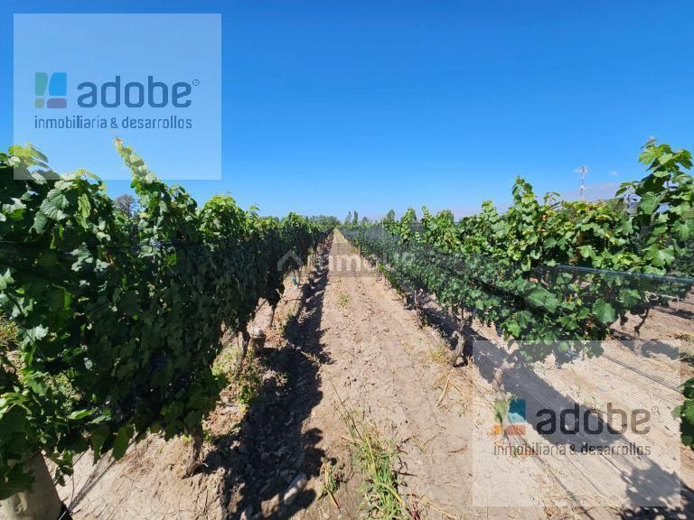 Bodega en Venta en Tunuyan, Mendoza