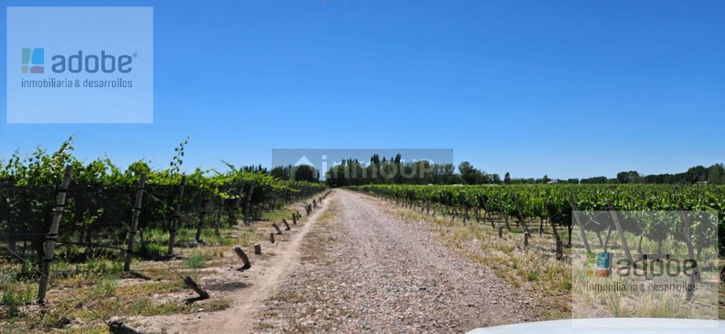 Finca en Venta en Lujan de Cuyo, Mendoza