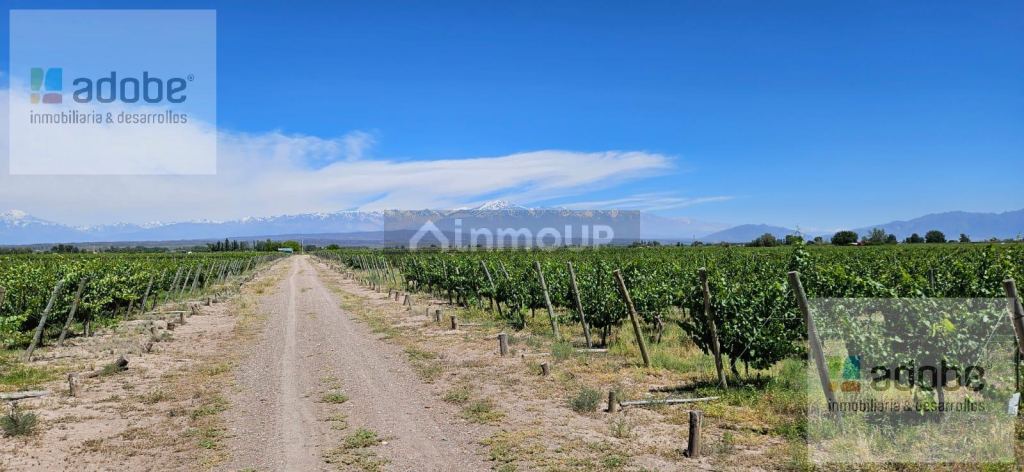 Finca en Venta en Lujan de Cuyo, Mendoza