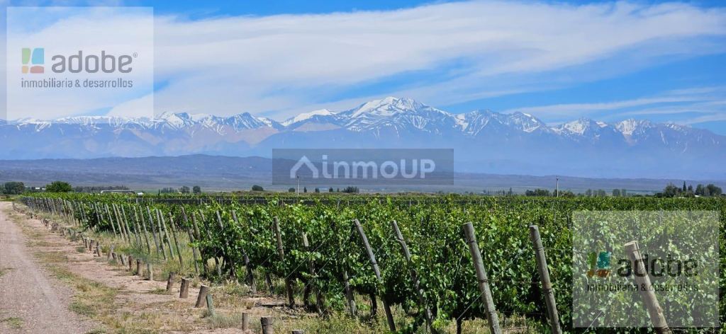 Finca en Venta en Lujan de Cuyo, Mendoza