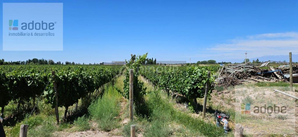 Finca en Venta en Lujan de Cuyo, Mendoza