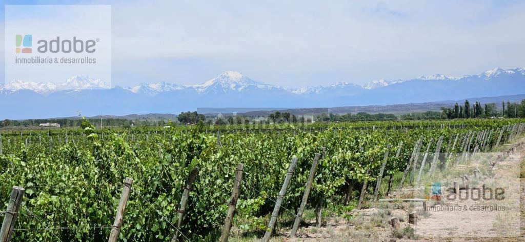 Finca en Venta en Lujan de Cuyo, Mendoza
