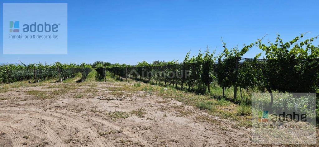 Finca en Venta en Lujan de Cuyo, Mendoza