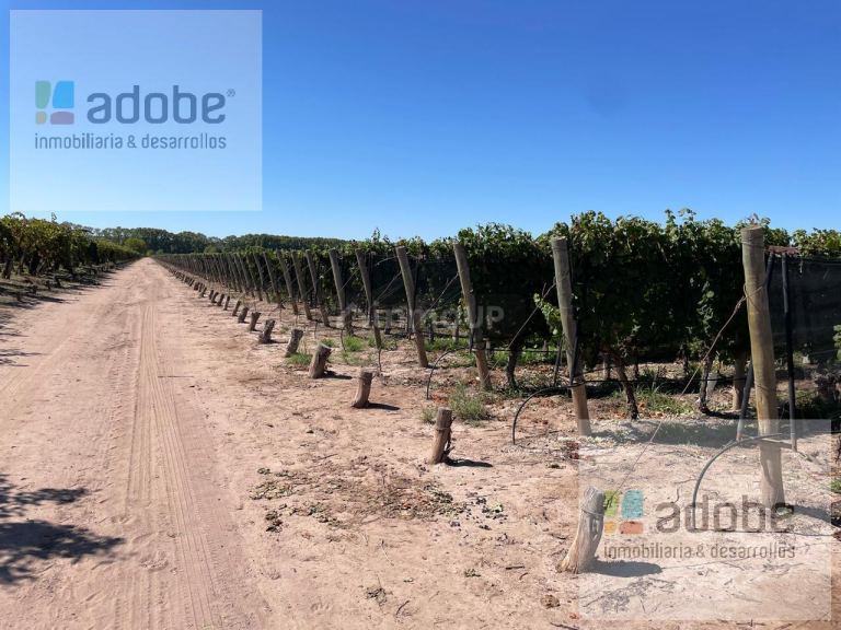 Finca en Venta en Lujan de Cuyo, Mendoza - USD 590.000 | Inmoup - 9