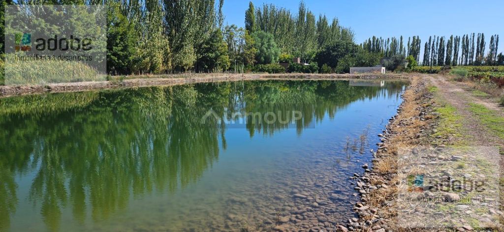 Finca en Venta en Lujan de Cuyo, Mendoza - USD 590.000 | Inmoup - 15