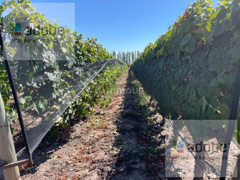 Finca en Venta en Lujan de Cuyo, Mendoza - USD 590.000 | Inmoup - 7