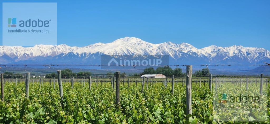 Finca en Venta en Lujan de Cuyo, Mendoza