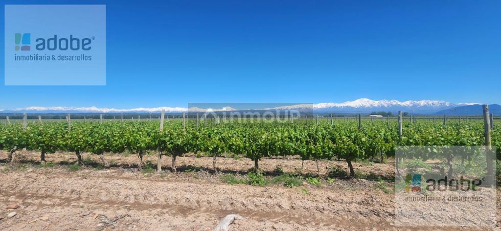 Finca en Venta en Lujan de Cuyo, Mendoza