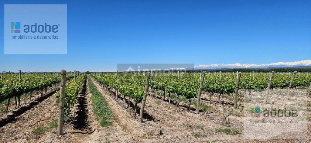 Finca en Venta en Lujan de Cuyo, Mendoza