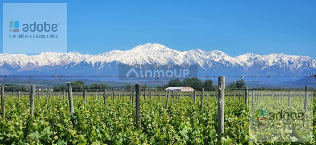 Finca en Venta en Lujan de Cuyo, Mendoza