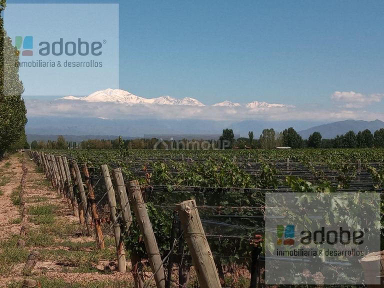 Finca en Venta en Lujan de Cuyo, Mendoza