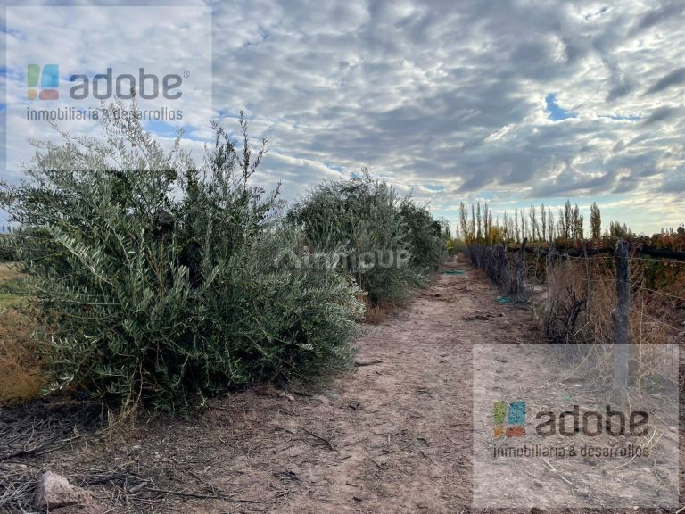 Finca en Venta en Lujan de Cuyo, Mendoza