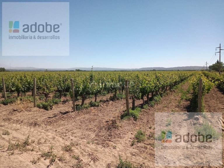 Finca en Venta en Tupungato, Mendoza