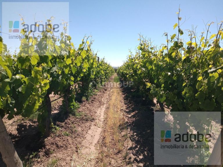 Finca en Venta en Tupungato, Mendoza