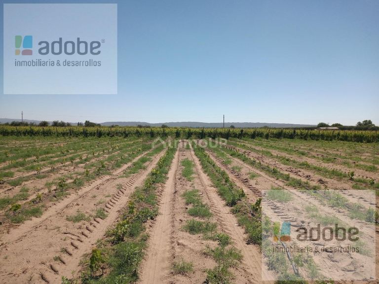 Finca en Venta en Tupungato, Mendoza