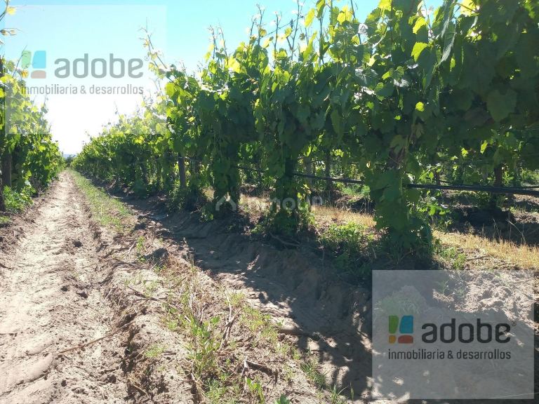 Finca en Venta en Tupungato, Mendoza
