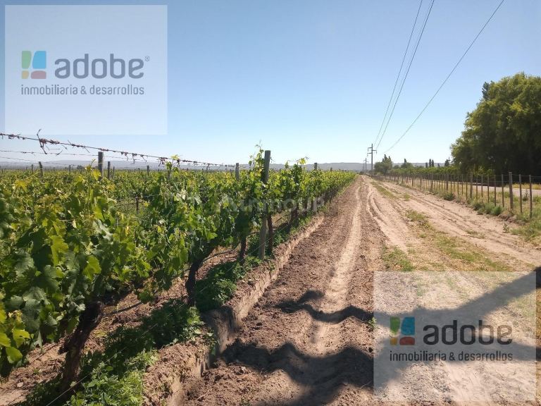 Finca en Venta en Tupungato, Mendoza