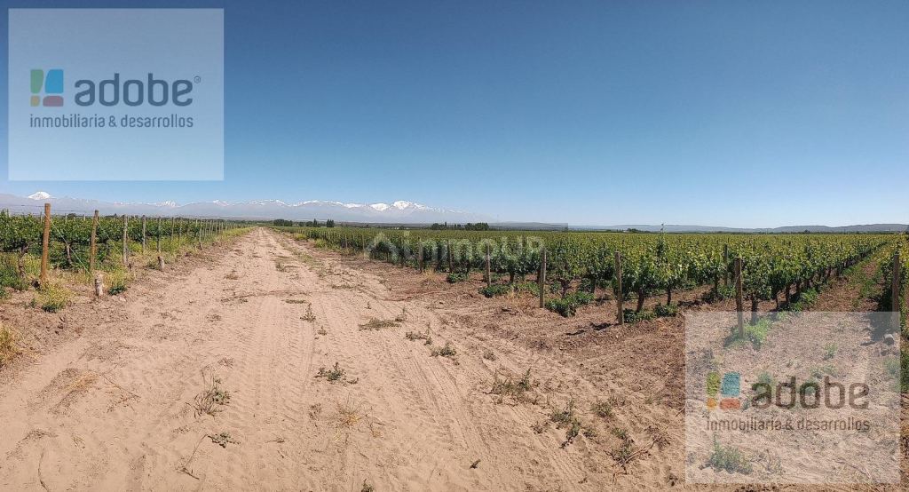 Finca en Venta en Tupungato, Mendoza