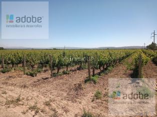Tupungato Tupungato, Mendoza
