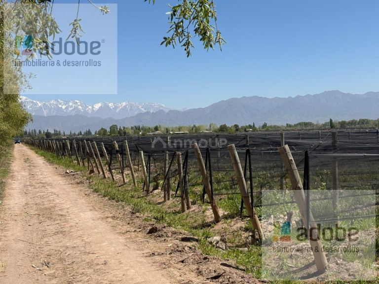 Finca en Venta en Lujan de Cuyo, Mendoza