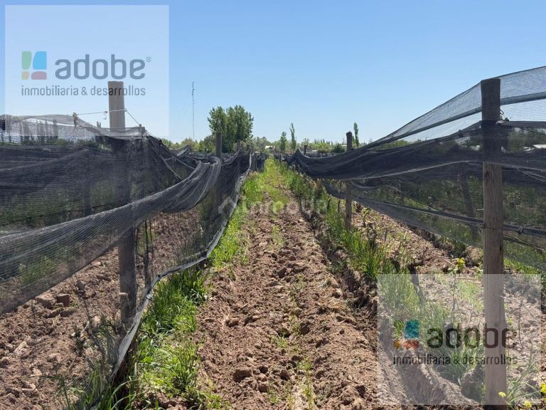 Finca en Venta en Lujan de Cuyo, Mendoza