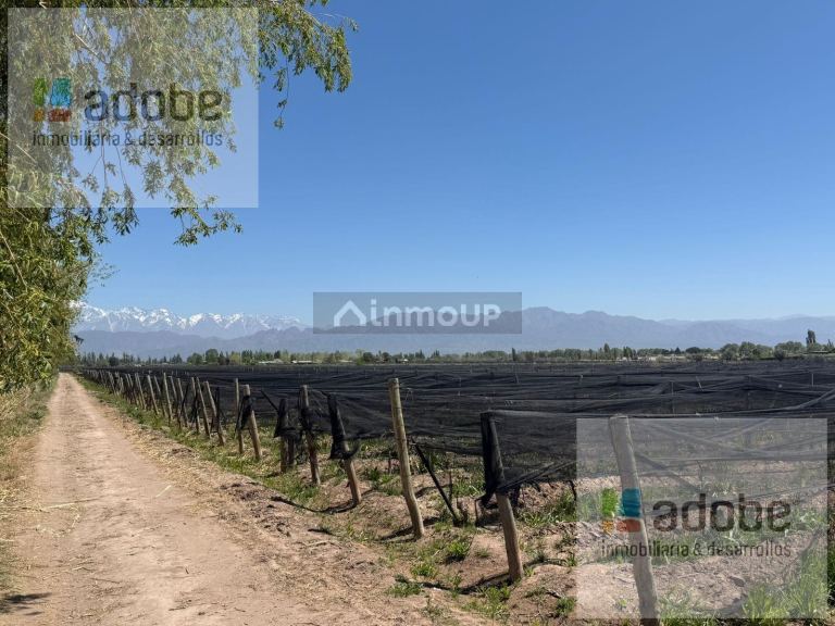 Finca en Venta en Lujan de Cuyo, Mendoza