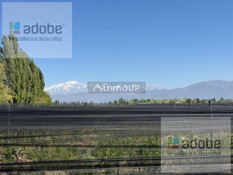 Finca en Venta en Lujan de Cuyo, Mendoza