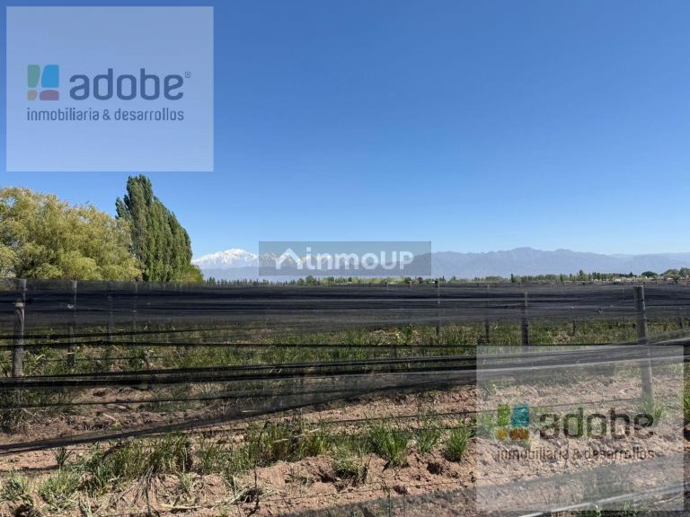 Finca en Venta en Lujan de Cuyo, Mendoza