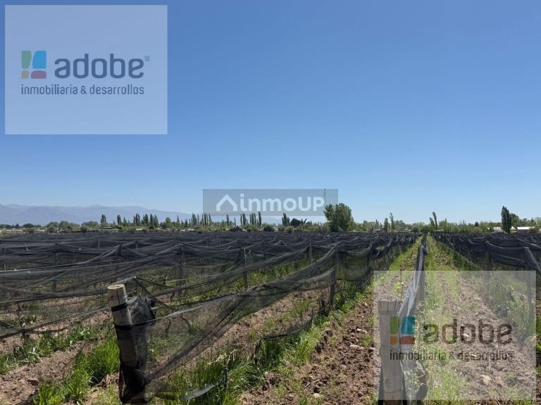 Finca en Venta en Lujan de Cuyo, Mendoza