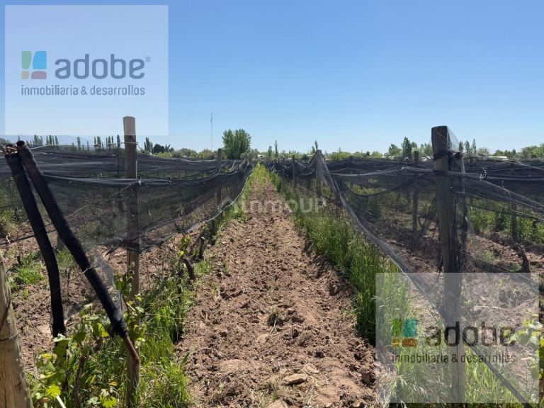 Finca en Venta en Lujan de Cuyo, Mendoza