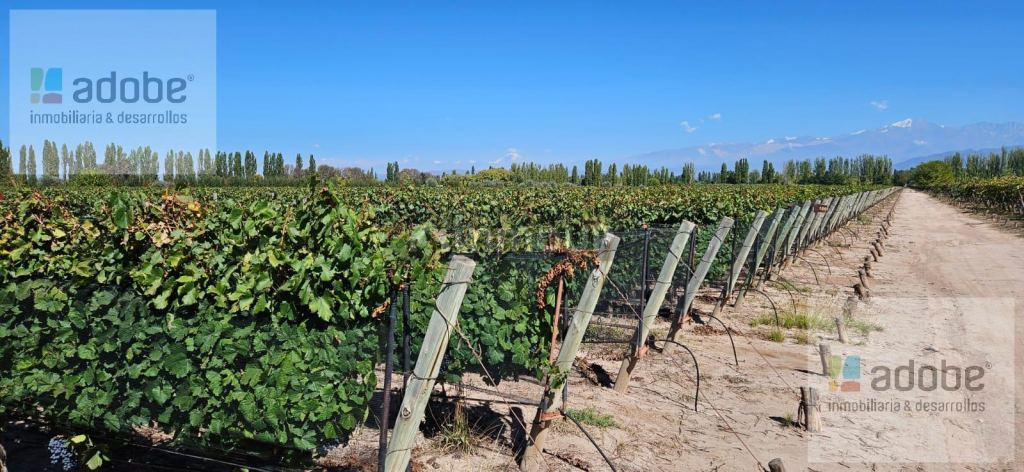 Finca en Venta en Lujan de Cuyo, Mendoza - USD 1.280.000 | Inmoup - 14