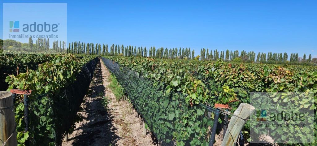 Finca en Venta en Lujan de Cuyo, Mendoza - USD 1.280.000 | Inmoup - 13
