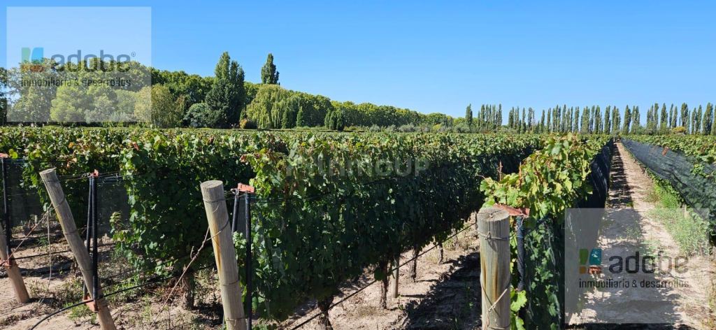 Finca en Venta en Lujan de Cuyo, Mendoza - USD 1.280.000 | Inmoup - 15