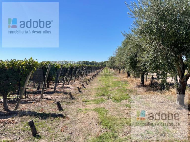 Finca en Venta en Lujan de Cuyo, Mendoza - USD 1.280.000 | Inmoup - 9
