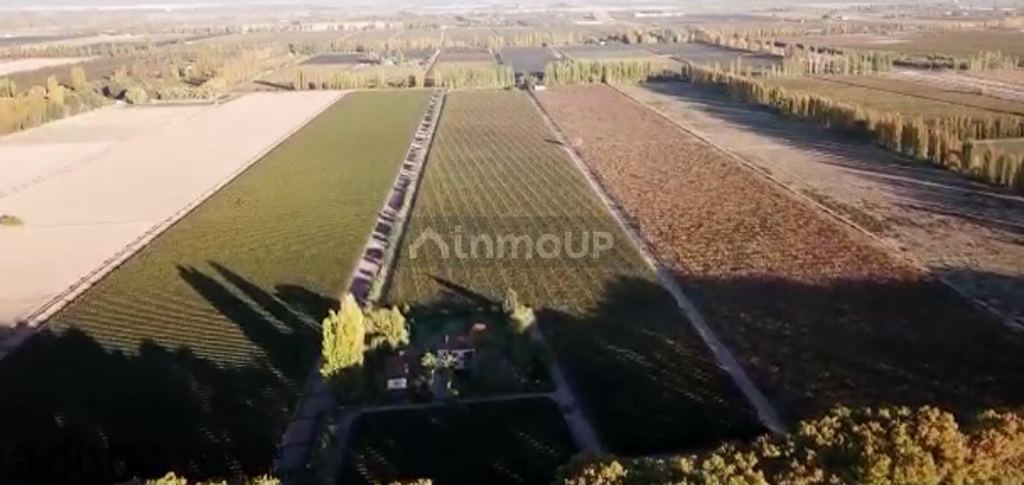 Finca en Venta en Lujan de Cuyo, Mendoza - USD 1.280.000 | Inmoup - 28