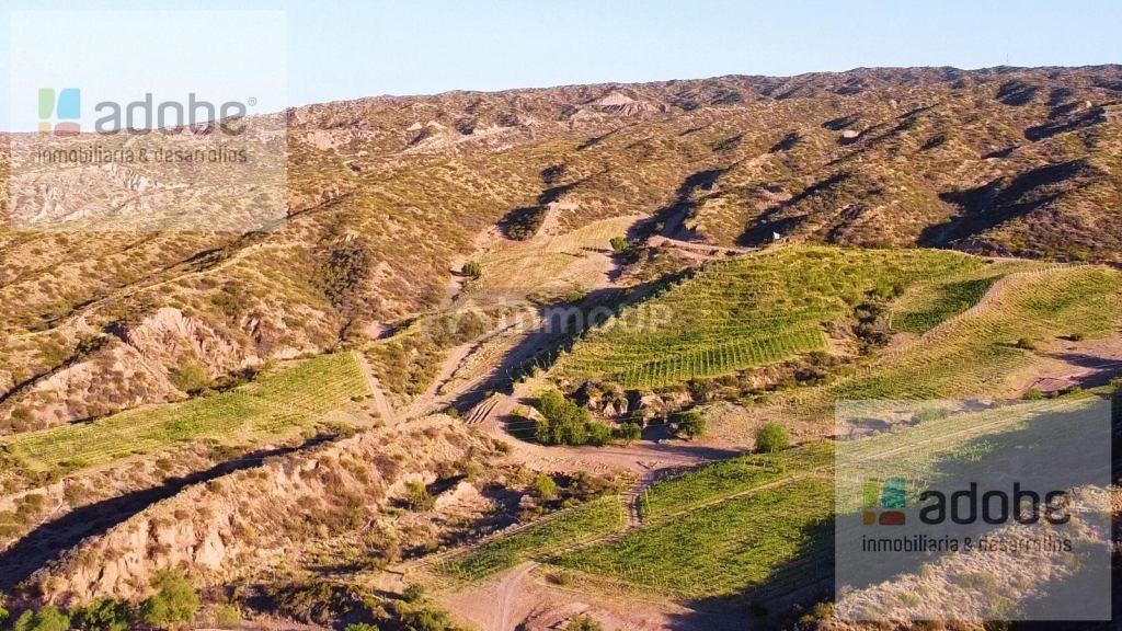 Finca en Venta en Lujan de Cuyo, Mendoza