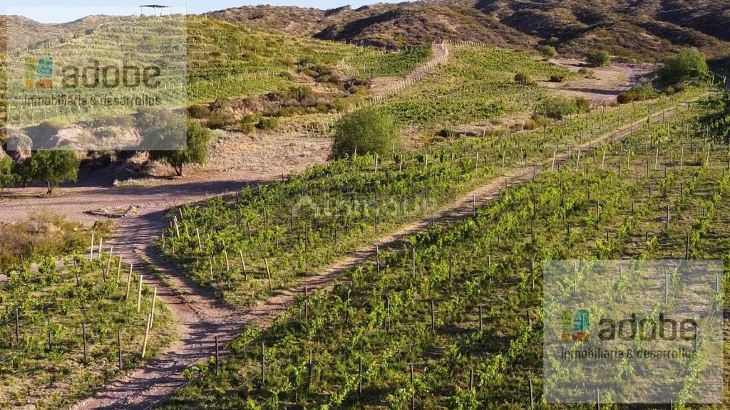 Finca en Venta en Lujan de Cuyo, Mendoza
