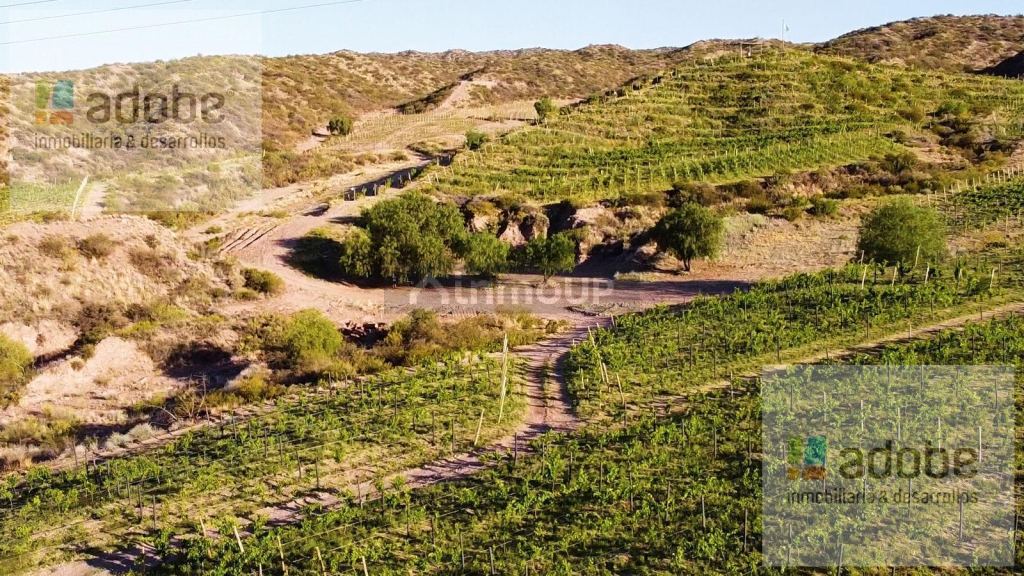 Finca en Venta en Lujan de Cuyo, Mendoza