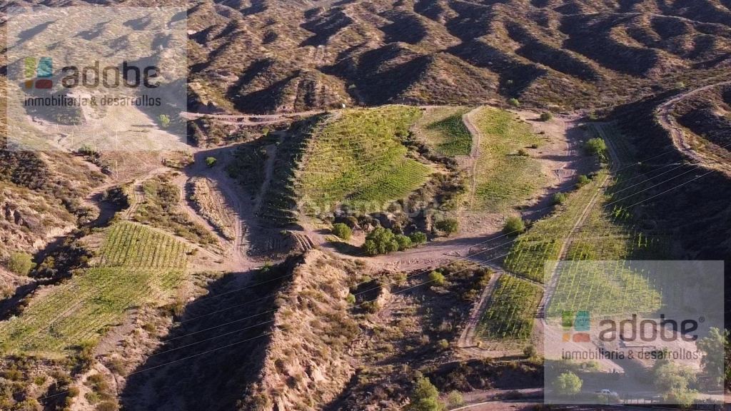Finca en Venta en Lujan de Cuyo, Mendoza