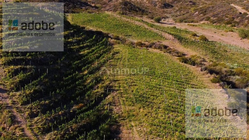 Finca en Venta en Lujan de Cuyo, Mendoza