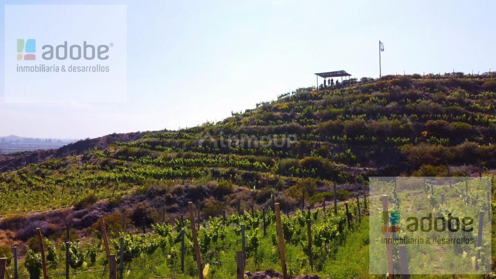 Finca en Venta en Lujan de Cuyo, Mendoza