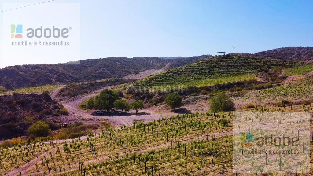 Finca en Venta en Lujan de Cuyo, Mendoza
