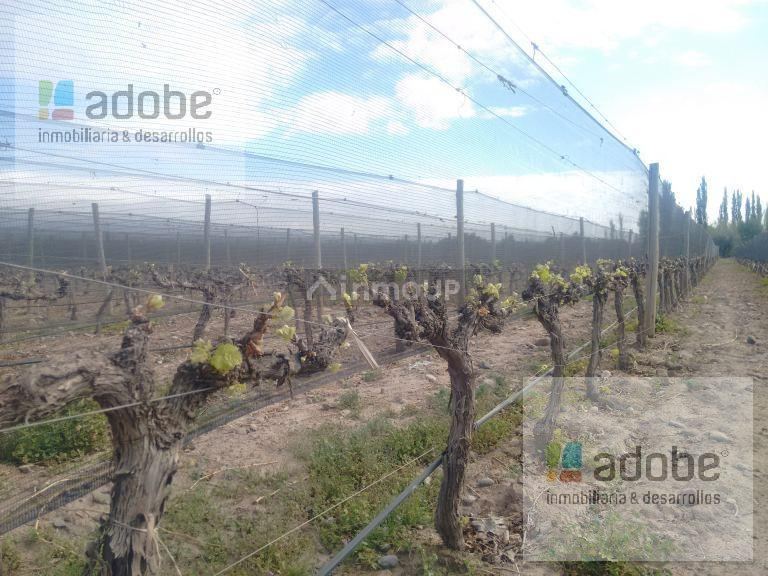 Finca en Venta en Lujan de Cuyo, Mendoza