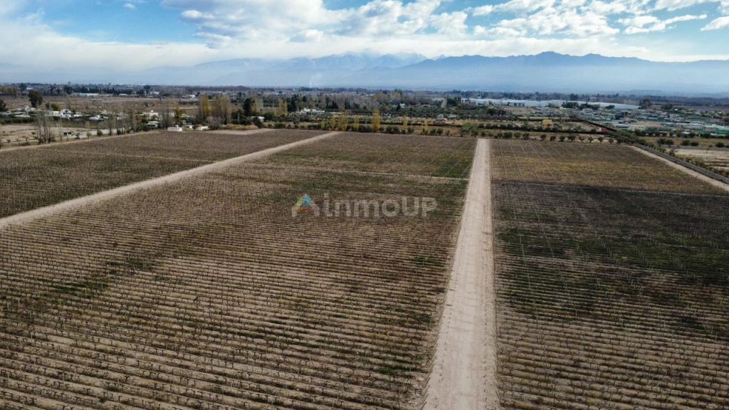 Finca en Venta en Lujan de Cuyo, Mendoza
