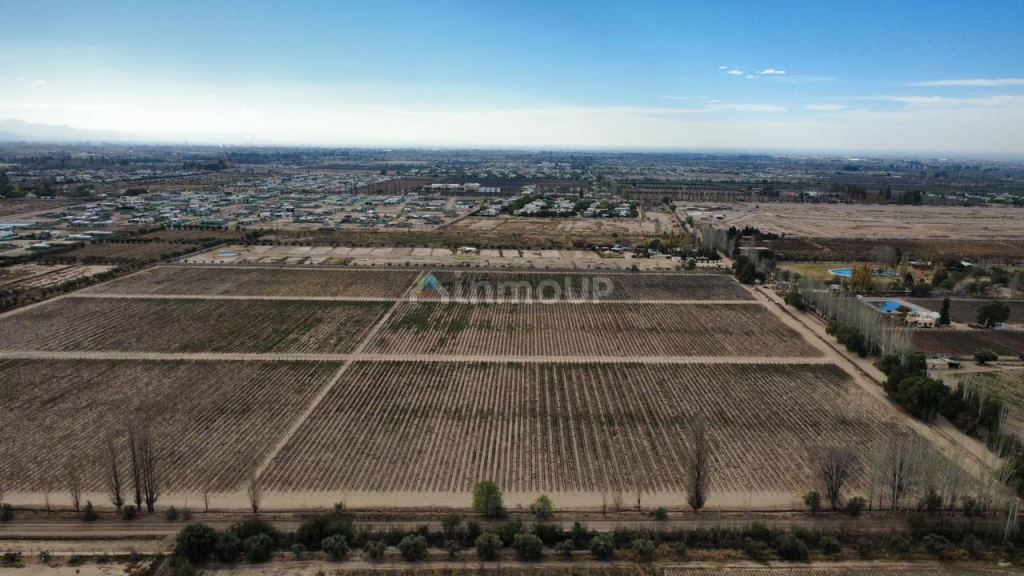 Finca en Venta en Lujan de Cuyo, Mendoza