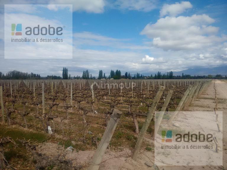 Finca en Venta en Lujan de Cuyo, Mendoza