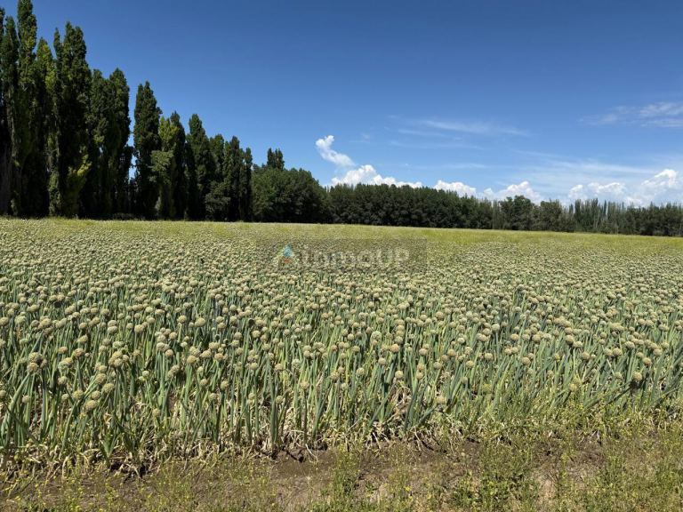 Finca en Venta en Lujan de Cuyo, Mendoza