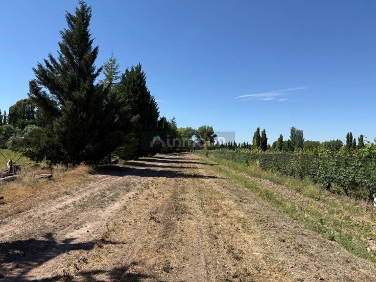 Finca en Venta en Lujan de Cuyo, Mendoza