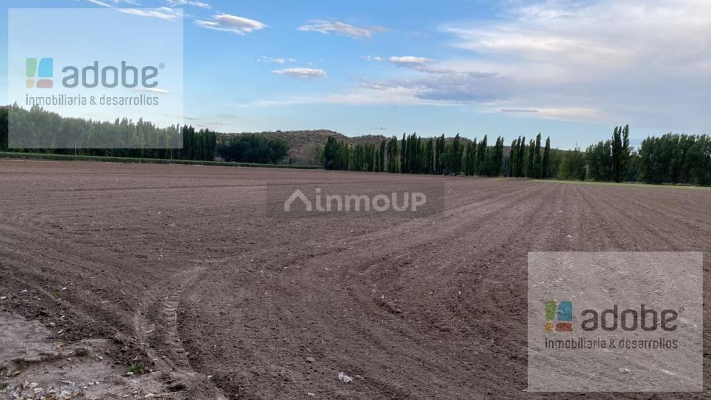 Finca en Venta en Lujan de Cuyo, Mendoza