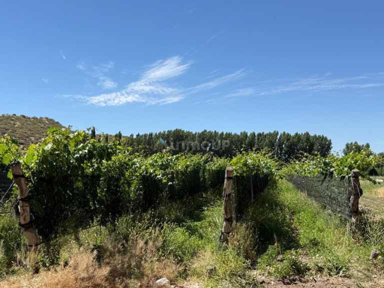 Finca en Venta en Lujan de Cuyo, Mendoza